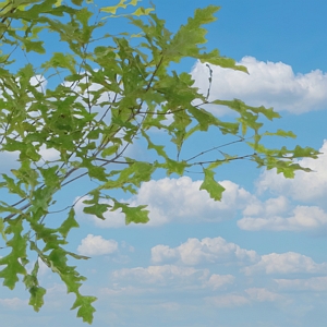 Compton Oak Tree